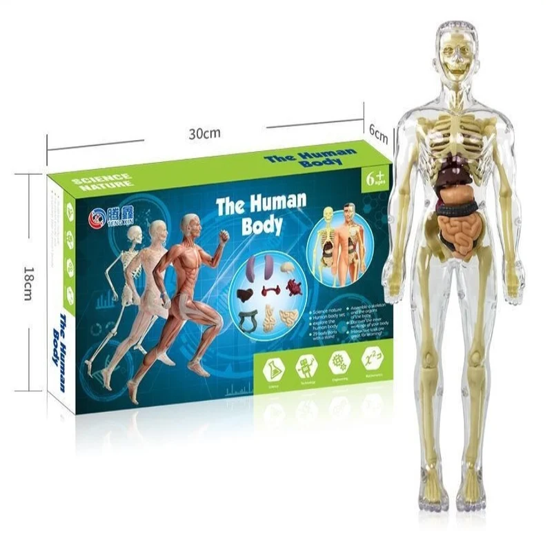 3D Menselijk Lichaam™ | Leren speelgoed voor kinderen