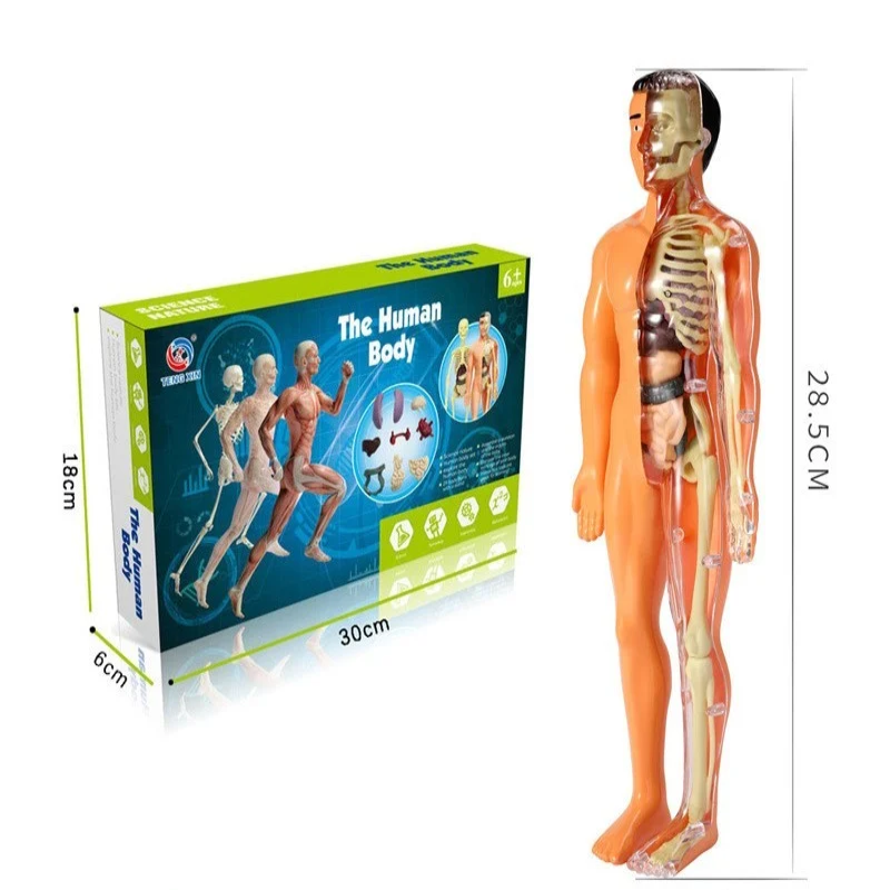 3D Human Body™ | Learning Toy For Children